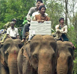 Elefant